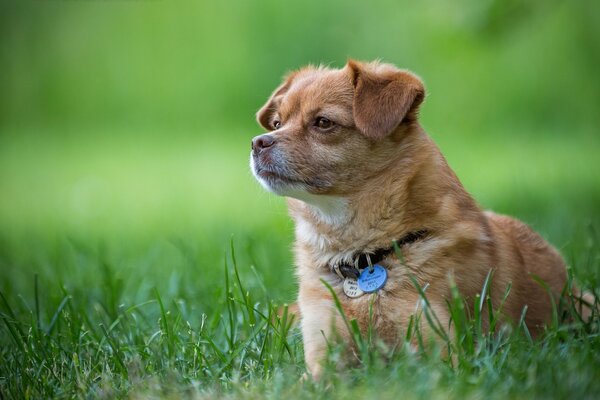 Dog with a collar in the green grass