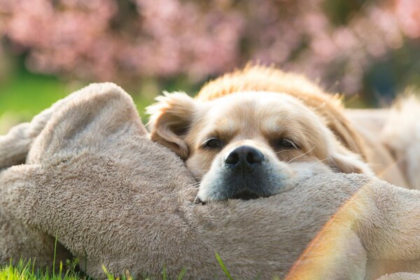 A light dog sleeping on a toy