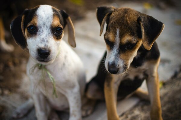 Two cute puppies sitting side by side