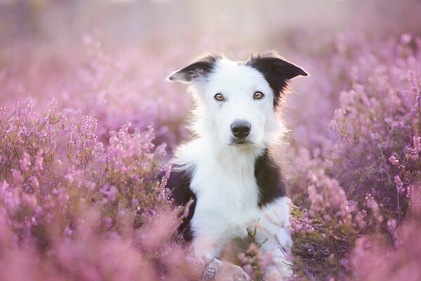 A dog in a beautiful summer field