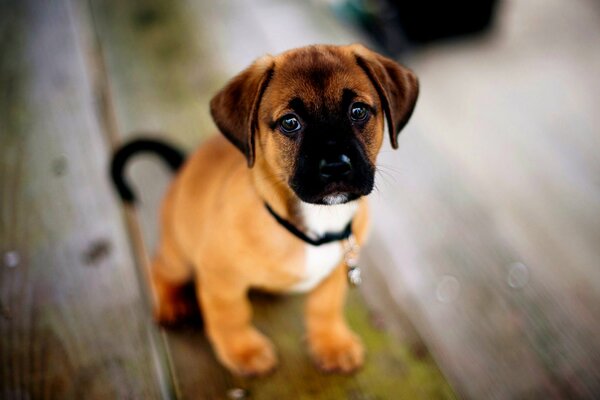 Staffordshire Terrier American puppy