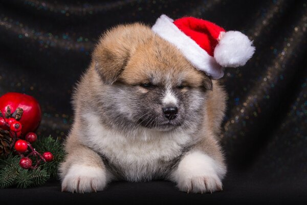 A small puppy with a Christmas hat on a black background