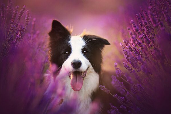 Pies rasy border collie w lawendzie