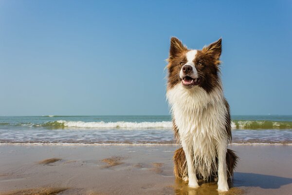 Wet dog on the seashore