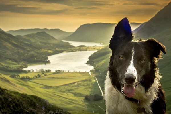 The look of a cute dog against a beautiful landscape