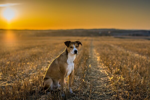 Abendfeld Blick des Hundes