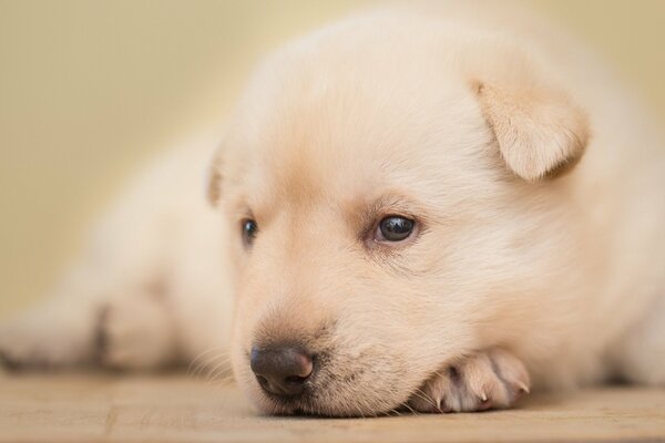 Chiot blanc avec un joli museau