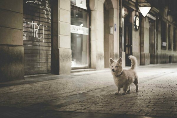 A dog walks on the pavement of the night city