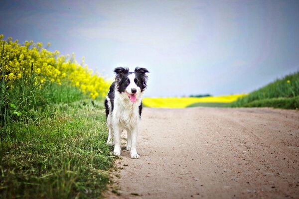 A dog on the road near a field with yellow flowers