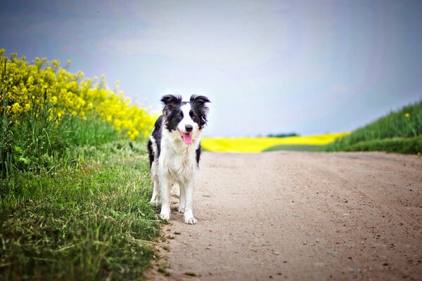 Pies na drodze w pobliżu pola z żółtymi kwiatami