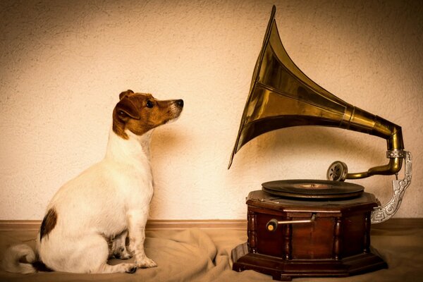 Jack russell terrier przy gramofonie