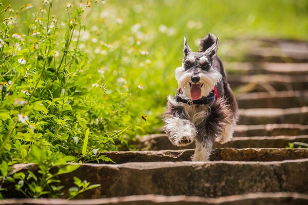 Hund läuft auf dem Weg zwischen Gras