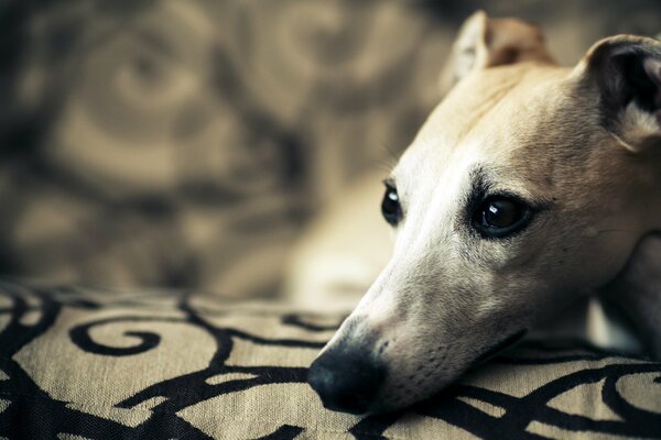 Perro con una mirada devota yace sobre una almohada, foto de primer plano