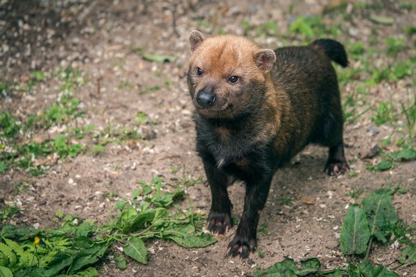 Buschhund ist ein raubtierendes Säugetier