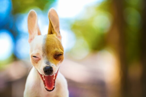 Le chien souriant est le meilleur ami