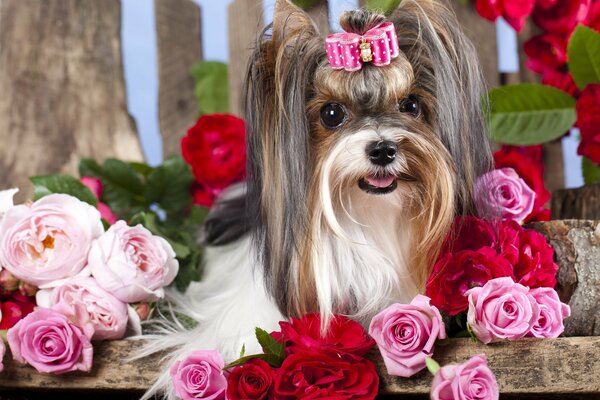 Kleiner pelziger Hund mit einem Bogen unter Rosen