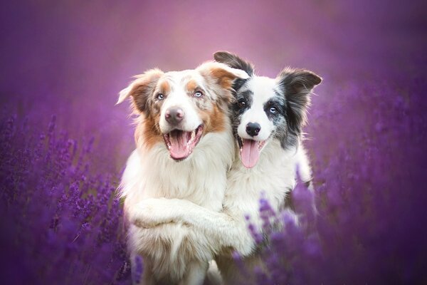 Border Collie in Lavendelfarben