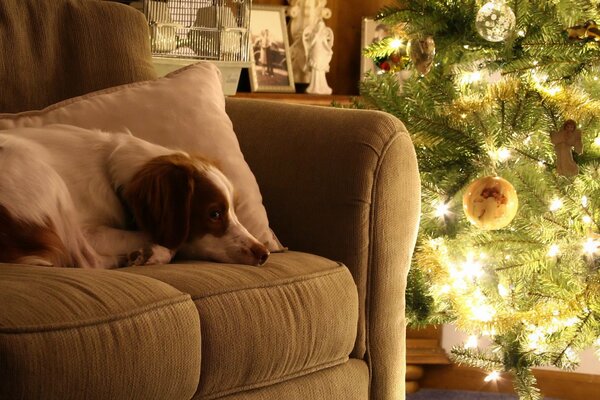 The dog looks at the Christmas lights lying on the couch