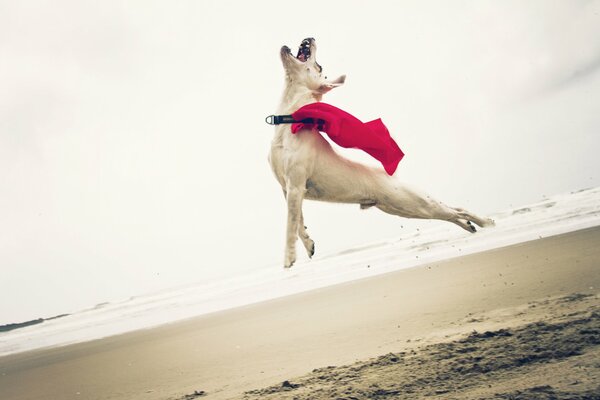 Ein Hund im Flug, ein großartiger Sprung