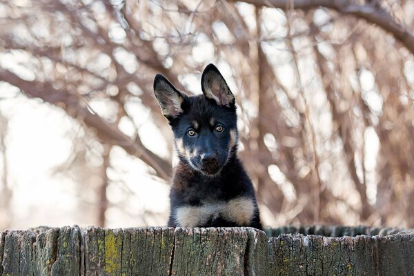 Der Hund schaut mit erhobenen Ohren über den Zaun