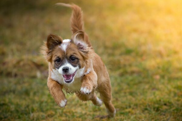 The cheerful look of a running dog