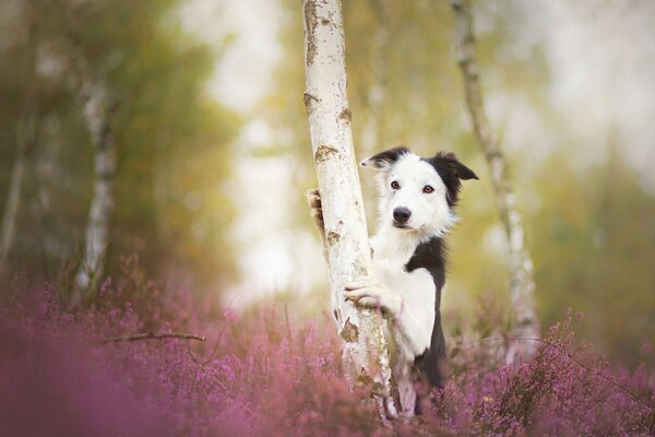 Border collie hugs a tree