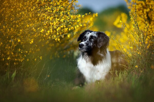 The dog looks into the distance in the bushes