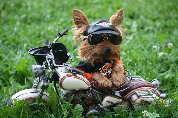 Yorkshire Terrier mit Mütze und Brille in der Nähe eines Harley-Devidson-Spielzeugmotorrades auf einer Wiese im Gras