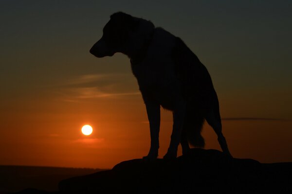 A clear silhouette of a dog at sunset