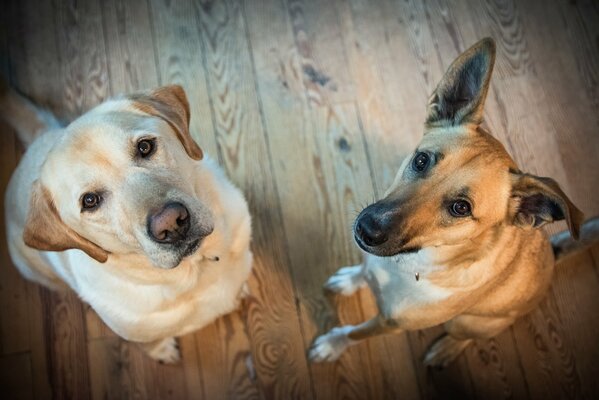 Zwei Hunde, die auf einem Holzboden in einen Rahmen schauen