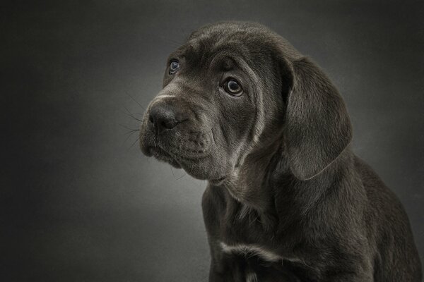 Foto - Ritratto di cane parodia Cane Corso fumoso su sfondo grigio