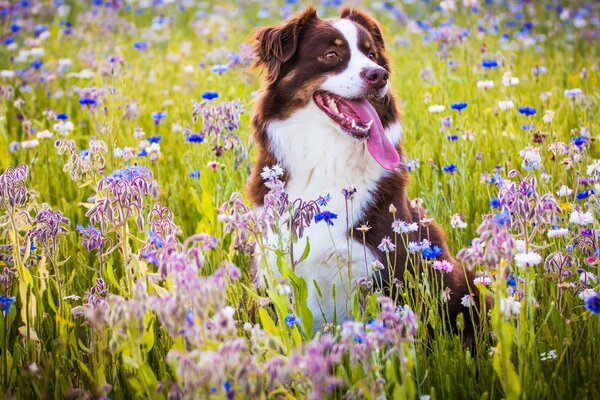 Joyful Australian Shepherd in a meadow in flowers