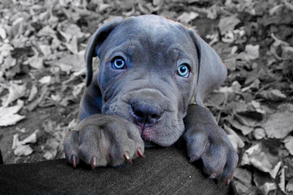 Chiot Cane Corso aux yeux bleus