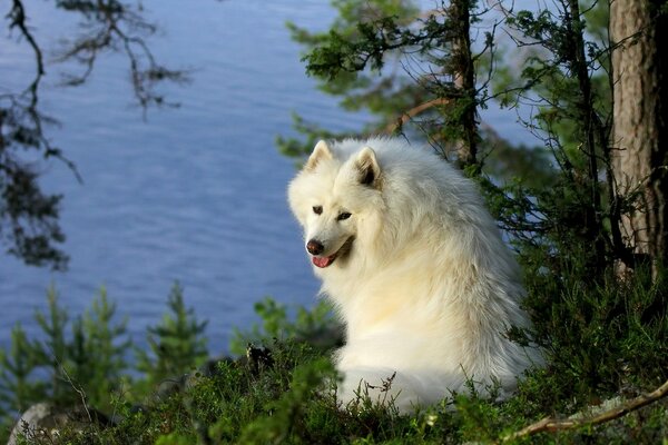 Samoyed on the river bank