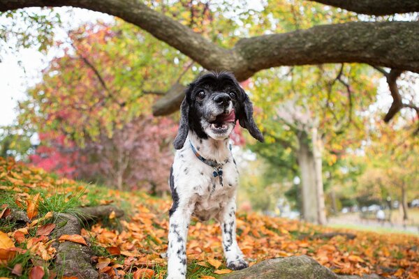 Hund im schönen Herbstpark