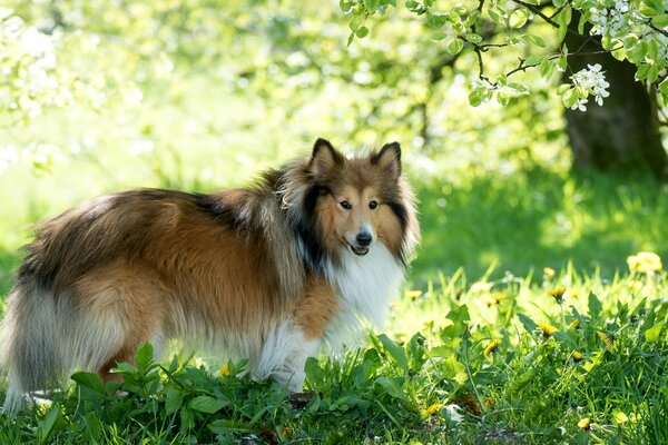 Hund collie geht durch den Wald