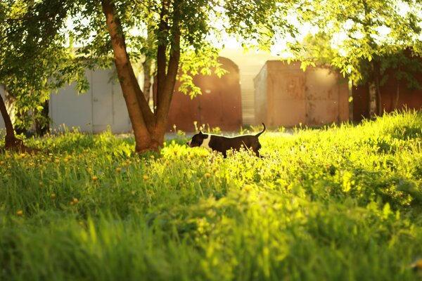 Perro en la hierba junto a un árbol en las hojas