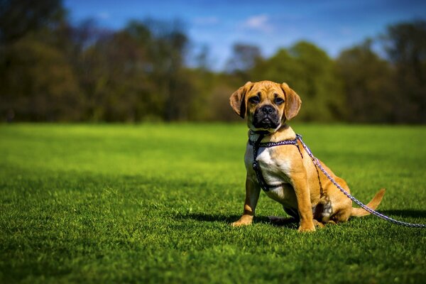 A dog of the Pugl breed walks on a leash on the lawn