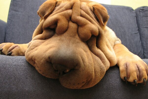 Dormire sul divano Shar Pei