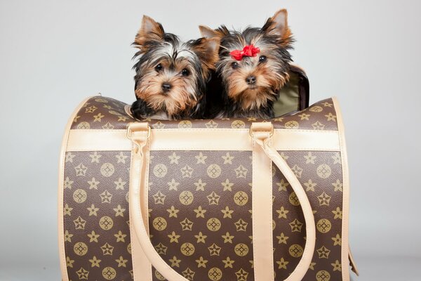 Cachorros Terrier en una bolsa Louis Vuiton