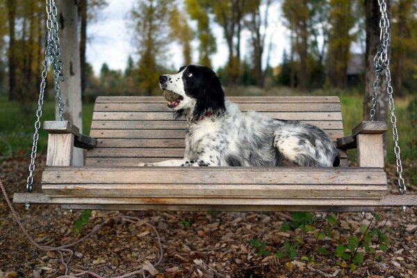 Chien couché sur une balançoire avec un jouet dans les dents