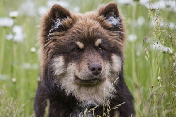 Sguardo severo del cane sullo sfondo dell erba