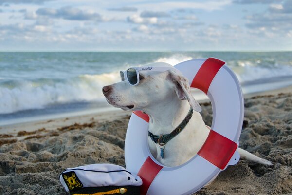 Hund mit Brille am Meer