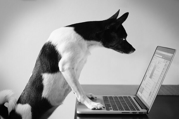 Ein Geschäftshund, der am Laptop sitzt