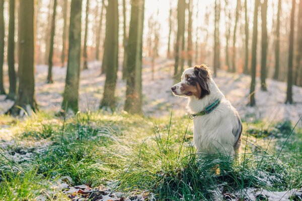 Nachdenklicher Hund auf Waldmoos