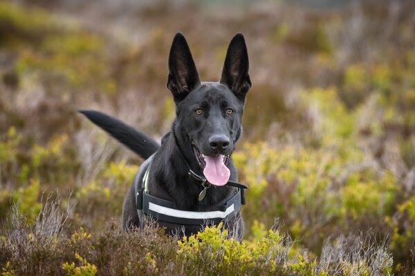 Chien de berger avec de grandes oreilles et une langue pointue