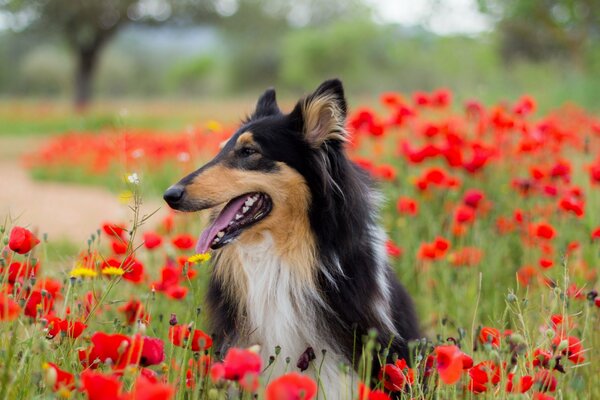 Ein Hund unter Mohnblumen