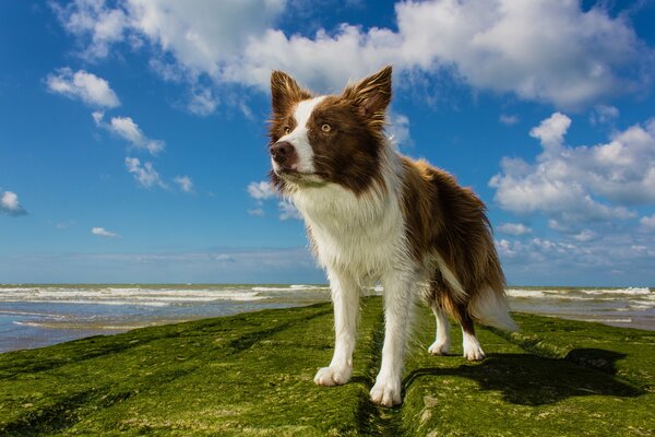 A dog on the background of the beach looks into the distance