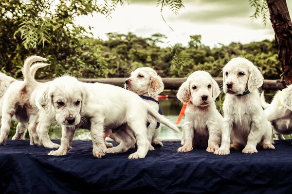 Joie de chiot, ils sont amis