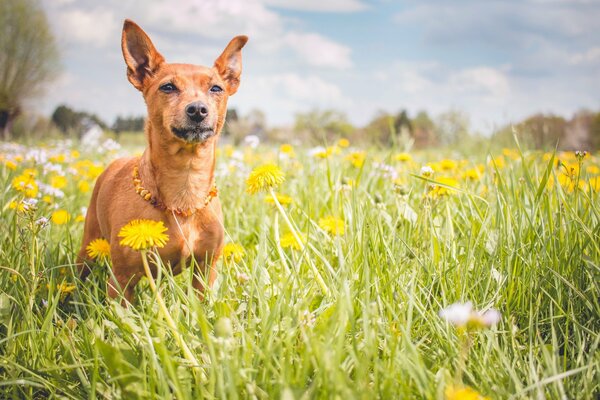 A red dog in a dandelion field